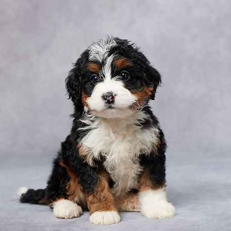 Mini Bernedoodle | Grandeur Valley Puppies Bougie Dog, Mini Bernese Mountain Dog, Doodle Dog Breeds, Mini Bernedoodle, Bernedoodle Puppy, Pet Ideas, Dog Essentials, Mini Goldendoodle, Puppy Stuff