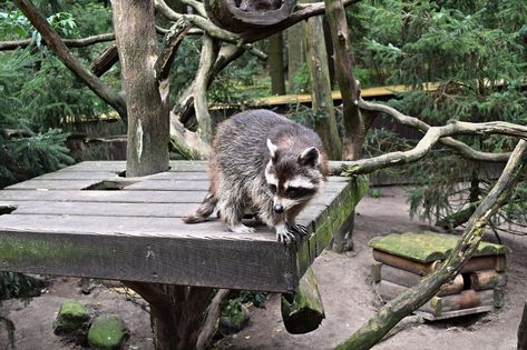 Raccoon Enclosure Ideas, Raccoon Enclosure, Raccoon Habitat, Pet Raccoon Care, Raccoon Zoo Enclosure, Raccoon Enrichment, Domesticated Raccoon, Raccoon In Nature, Pet Raccoon