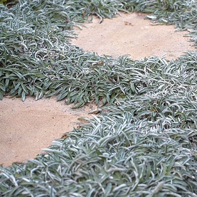 Drought Tolerant Grass, Grass Alternative, Silver Carpet, California Backyard, Lawn Alternatives, Drought Tolerant Landscape, Garden Shrubs, Patio Plants, Landscaping Supplies