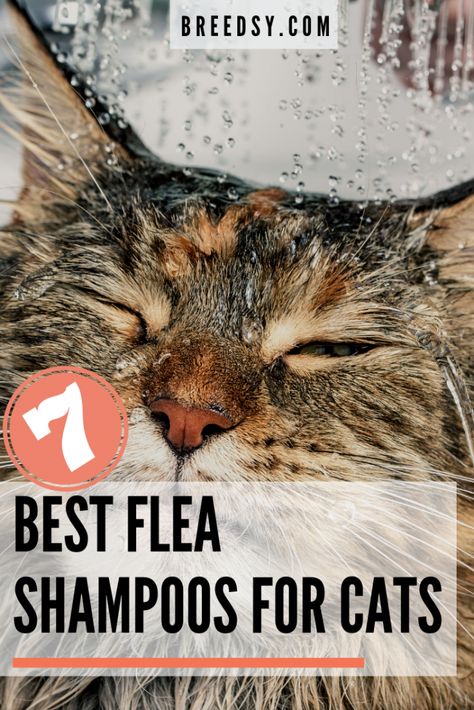 Flea Bath For Cats, Flea Spray For Cats, Flea Shampoo For Cats, Toxic Plants For Cats, Flea Shampoo, Flea Infestation, Angora Cats, Flea Spray, Cat Shampoo