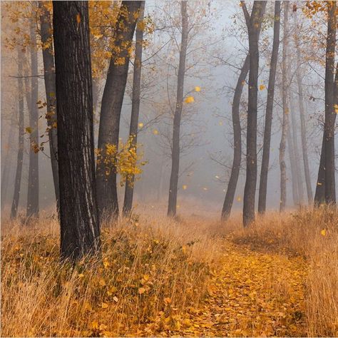 🇧🇬 Misty autumn woods (Bulgaria) by Svetoslav Georgiev 🍂 Paint Practice, Misty Autumn, Wood Landscape, Autumn Woods, Wooded Landscaping, Coffee Truck, Copper Glass, Woodland Forest, Daily Painting