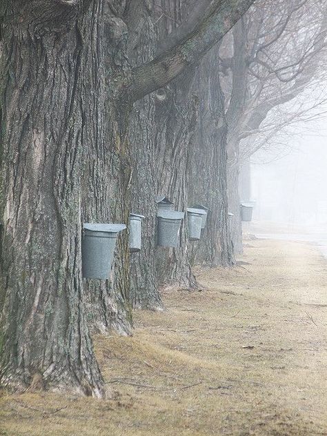 New Hampshire maple syrup Tree Tapping, Foggy Day, New England States, Cleaning Tricks, Sugar Maple, Maple Tree, Clever Ideas, Buckets, Maple Syrup