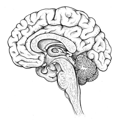 Anatomy Of Brain Drawing, Human Organ Sketches, Brain Sketch Anatomy, Human Brain Drawing Anatomy, Drawing Of The Brain, Realistic Brain Drawing, Brain Drawing Anatomy, Easy Brain Drawing, Brain Diagram Drawing