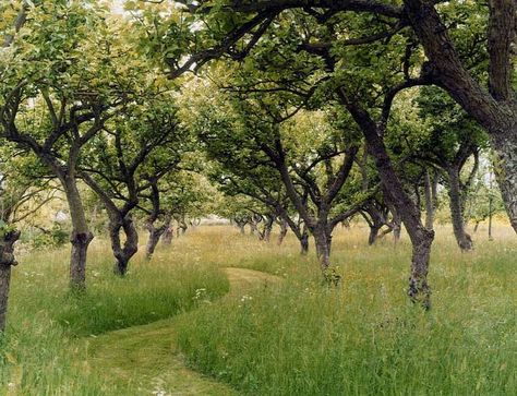 Orchard Design, Orchard Garden, Wild Flower Meadow, Lawn Mowing, Meadow Garden, Have Inspiration, Natural Garden, Farm Gardens, Country Gardening