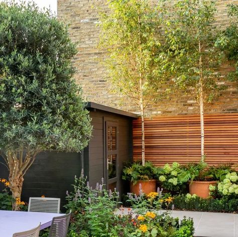 The Distinctive Gardener on Instagram: "Let's talk about trees in pots! In this design, we disguised the huge expanse of brick wall at the rear of this city courtyard garden by planting three single stemmed Silver Birch trees in large terracotta pots. Hydrangeas and ferns are also planted in the bed itself as well as at the base of the pots. And a tip for ongoing tree care for trees in pots, add @carbon_gold_biochar tree fertiliser to the base of the tree in year 2. This will keep the trees in t City Courtyard, Trees In Pots, Large Terracotta Pots, About Trees, Small Courtyard, Courtyard Gardens, Tree Planters, Arizona House, Small Courtyard Gardens