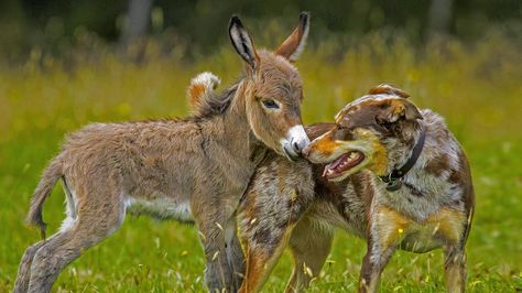 Animal Photography Dogs, Unlikely Animal Friends, Unusual Animal Friendships, Baby Donkey, Friendship Photography, Friendship Photos, Unlikely Friends, Animals Friendship, Horses And Dogs