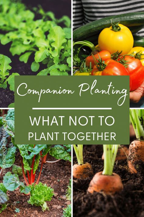 Companion planting is the art of growing different plants close together which have a mutually beneficial effect on each other. Learn about which plants should not or cannot be planted together. #gardening #companionplanting #vegetablegarden #gardeningtips Companion Planting Guide, Companion Planting Chart, Cilantro Plant, Companion Gardening, Garden Companion Planting, Tattoo Plant, Growing Tomatoes In Containers, Planting Hydrangeas, Square Foot Gardening