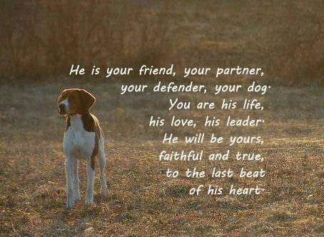 Coonhound love! gotta love hounds ! when God made them He smiled and knew they were good Hunting Dog Quotes, Walker Hound, Coon Hunting, Cruel People, Dog Hunting, Hunting Quotes, Walker Coonhound, Treeing Walker Coonhound, Hound Dogs