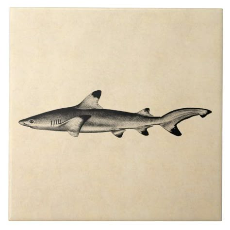 Vintage Reef Shark Illustration - Black Tipped - Popular Zazzle Product! Best choice, tags : #invitations, #tshirt, #card, #InvitationsCard, #legging, #trending, #holiday Hai Tattoo, Sea Life Tattoos, Black Tip Shark, Shark Illustration, Shark Pictures, Shark Drawing, Shark Tattoo, Shark Art, Reef Shark