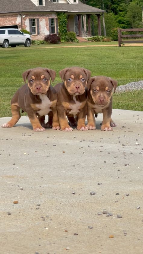 gatorheadbullies on Instagram: Doesn’t get much cuter than these three 😍🥰 #gatorheadbullies #bullies #xlbullies #puppies #love #cute #xlbullypuppy American Bully Xl Puppys, Xl Bully Puppies, Bully Puppies, Xl Bullies, Bully Xl, Pitbull Dog Puppy, Pocket Bully, Bully Dog, Cute Little Puppies