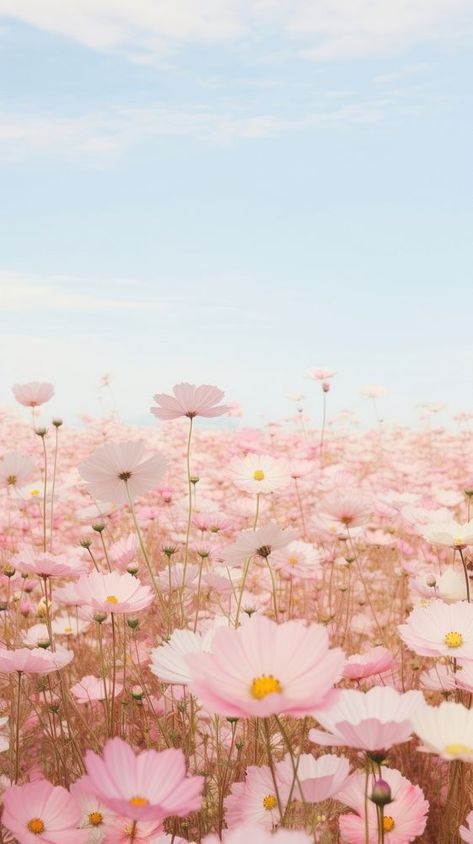 Soft Pink Pictures, Pink Spring Aesthetic, Flower Field Wallpaper, Aesthetic Farm, Christening Decorations, Field Wallpaper, Pink Nature, Wallpaper Iphone Summer, Cute Backgrounds For Phones