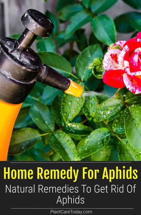 Aphids are sap-sucking insects commonly found on plants in yards and gardens. Learn how to get rid of aphids using natural home remedies. How To Get Rid Of Afids In The Garden, Get Rid Of Aphids On Plants, How To Get Rid Of Aphids On Plants, Aphids How To Get Rid Of, Aphids How To Get Rid Of Naturally, Aphid Spray Homemade, Aphid Spray, Aphids On Plants, Insect Eating Plants