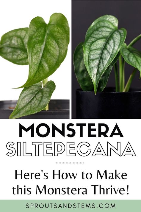 Monstera Siltepecana leaves Monstera Stilpecana, Siltepecana Monstera, Monstera Siltepecana, Monstera Plant Care, Pest Prevention, Thriving Garden, Monstera Plant, Fast Growing, House Plant Care