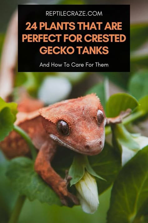 Aesthetic Gecko Tank, Bio Active Terrarium Crested Gecko, Bioactive Crested Gecko Tank, Crested Gecko Vivarium, Crested Gecko Habitat, Crested Gecko Morphs, Gecko Cage, Gecko Enclosure, Crested Gecko Care