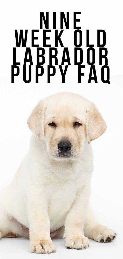 9 Week Old Puppy: Schedules And What To Expect 9 Week Old Puppy Schedule, Puppy Rules, Puppy Schedule, Labrador Puppies, Lab Puppy, Labrador Retrievers, Viral Shorts, Lab Puppies, Labrador Puppy