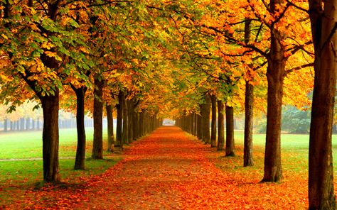 Poems About Autumn - LetterPile - Writing and Literature Fall Background Wallpaper, Desktop Background Images, Desktop Background Pictures, Hd Nature Wallpapers, Fall Background, Cool Backgrounds Wallpapers, Belek, Desktop Background, Autumn Nature