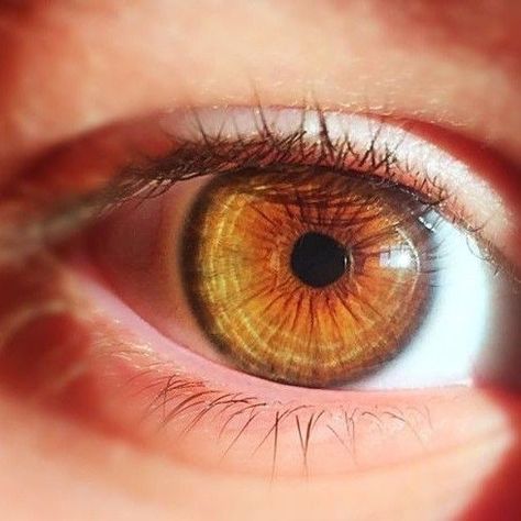 Honey Eyes Color, Amber Eyes Color, Brown Eyes Aesthetic, Honey Eyes, Hazel Green Eyes, Eye Facts, Eyes Aesthetic, Beautiful Eyes Color, Hazel Green