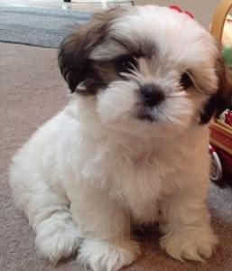 All About the Pomeranian Shih Tzu Mix #pomtzu #shihpom #shihapom #shihtzu #pomeranian #mix #dogable Pomeranian Mix Puppies, Dog Breeds That Dont Shed, Pretty Puppies, Perro Shih Tzu, Chien Shih Tzu, Shitzu Puppies, Pomeranian Mix, Teddy Bear Dog, Shih Tzu Mix