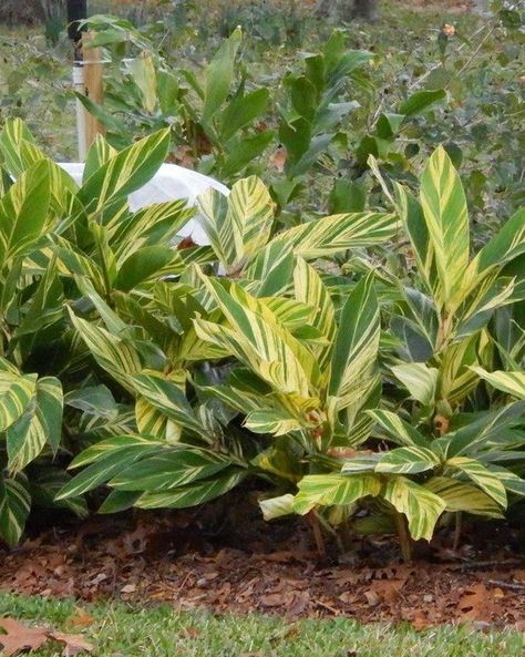 🌿🌸 Variegated Shell Ginger Plants! 🌸🌿 Prices starting at just Ksh. 500! Discover the beauty of Variegated Shell Ginger: Transform your space into a tropical retreat effortlessly! 🏝️ Whether as a stunning #houseplant, patio centerpiece, or vibrant garden addition, this beauty offers endless possibilities. 🌺 Visit our #garden center today for this gem and explore a world of #landscaping delights! #Eldoret #flowers #flowerland Landscape Symbols, Shell Ginger, Ginger Plants, Front Yard Plants, Tropical Retreat, Ginger Plant, Orlando Theme Parks, Yard Plants, Ideas For Gardens