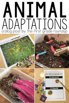 Plant And Animal Adaptations, Science Projects 1st Grade, First Grade Sensory Bins, Animal Adaptation Activities, Animal Adaptations Activities, Adaptations Science, Adaptations Activities, Animal Adaptation, Animal Characteristics