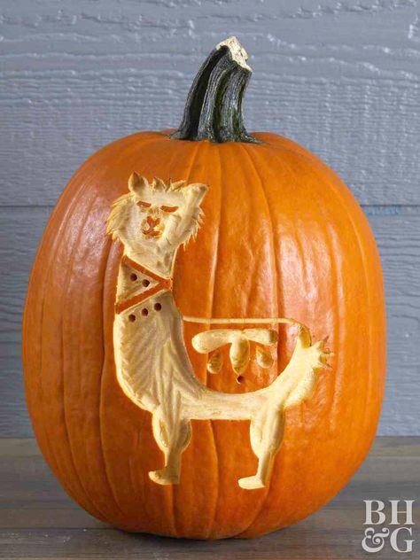 Your new favorite animal makes for the cutest carved pumpkin. Let your Halloween pumpkin decorations match your llama decor by using our free pumpkin carving stencil! Use a scraping tool to create the llama design, then use a drill to add embellishments to make this pumpkin extra festive. Scraped Pumpkin Carving, Pumpkin Scraping Ideas, Matching Pumpkin Carving Ideas, Drilled Pumpkin Designs, Llama Pumpkin, Animal Pumpkin, Pumpkin Carving Stencil, Printable Pumpkin Stencils, Pumpkin Stencils Free