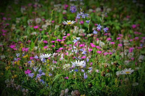 Hillside Wildflower Garden, Planting Wildflowers, Sedum Plant, Grow Wildflowers, Perennial Grasses, Wild Flower Meadow, Flower Meadow, Wildflower Garden, Top Soil