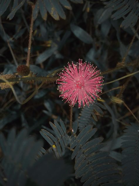 Nature Beauty Shami Plant, A Few Minutes Later, Mimosa Pudica, Carnivorous Plants, Mimosa, Nature Beauty, Perennials, Planting Flowers, Dandelion