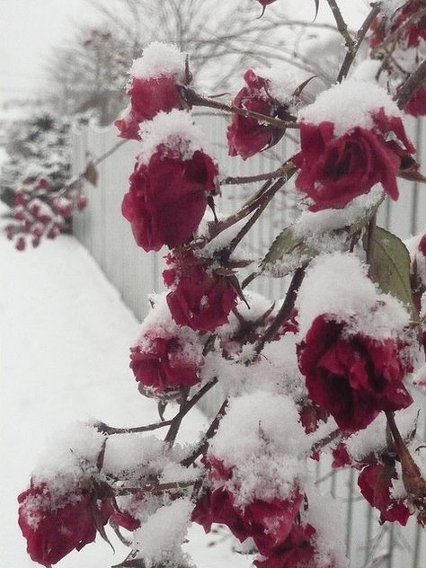 Red roses in the snow | Flickr - Photo Sharing! Winter Garden Snow, Roses Covered In Snow, White And Red Aesthetic, Red And White Aesthetic, Frozen Roses, Ohio Weather, Red Snow, Red And White Roses, Winter Red