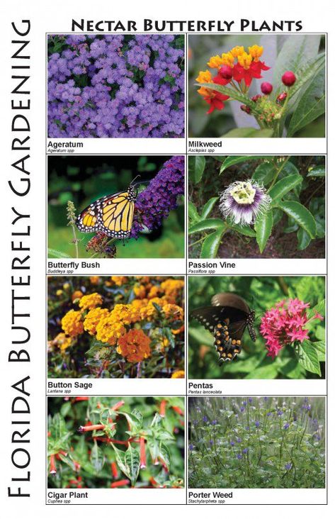 Florida Flowers, Butterfly Garden Plants, Florida Native Plants, Florida Landscaping, Florida Plants, Florida Gardening, Butterfly Plants, Hummingbird Garden, Butterfly Bush