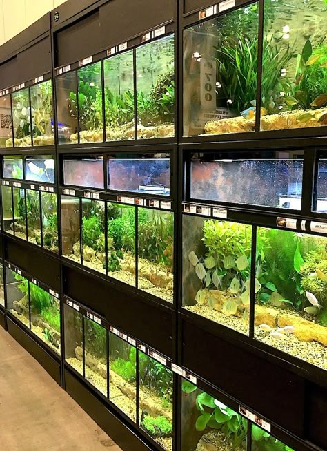 Aquarium Shop Design Ideas, Multiple Aquarium Setup, Tropical Community Fish Tank, Reptile Exhibit, Reptile Store, Turtle Tanks, Large Fish Tanks, Fish Store, Aquarium Shop