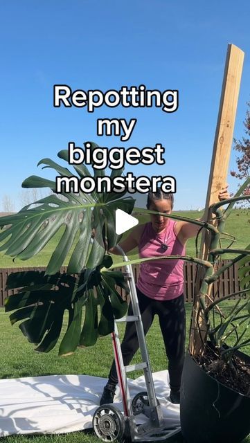 Monstera Plant Outdoor, Monstera Pole Ideas, Monstera Outdoors, Repotting A Monstera Plant, Monstera Plant Repotting, Repot Monstera Plant, Monstera Climbing Wall, Diy Monstera Trellis, Monstera Plant Support Diy