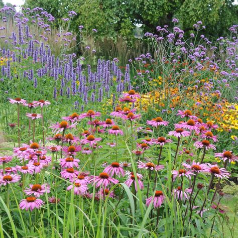 Prairie Style Garden, Flower Combinations, Planting Schemes, Late Summer Flowers, Prairie Planting, Prairie Flower, Residential Landscape, Planting Ideas, Gate House