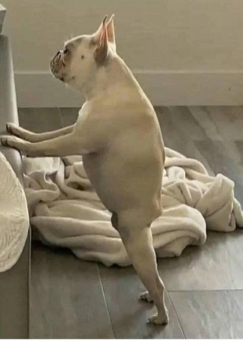 reactions on Twitter: "french bulldog standing on back legs apple shape no ass https://t.co/KjOx3pYj6b" / Twitter Bulldog Meme, French Bulldog Mix, Lol Funny, Funny Animal Jokes, Animal Jokes, Funny Animal Pictures, Cute Funny Animals, Bull Terrier, Bones Funny