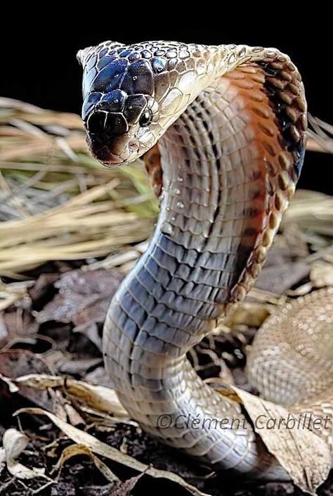 King Cobra Snake, Scary Snakes, Snake Photos, Regard Animal, Cobra Art, Snake Wallpaper, Cobra Snake, Cute Reptiles, Cute Snake