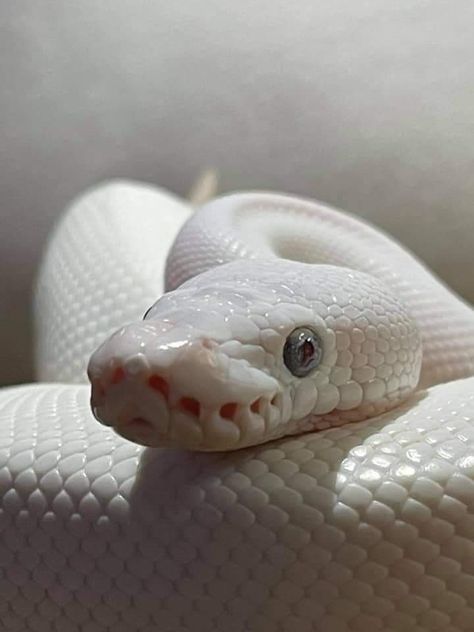 Create A Creature, White Mamba, White Python, Fake Scenarios, Dark Swan, Ball Pythons, Royal Ball, White Snake, Ball Python