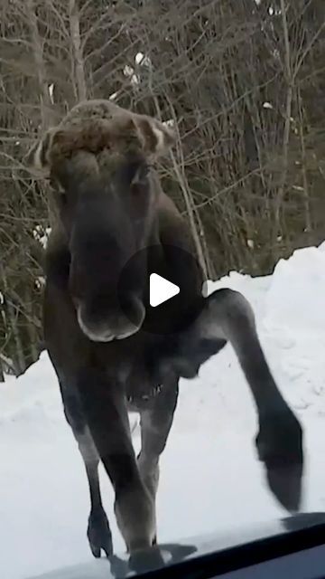 The Pet Collective on Instagram: "When the Moose are on the loose you better RUN! 🏃🏻‍♂️ . . . . . . #Moose #WildlifeOfInstagram #Wildlife #Funny #Fails #WildlifeMemes #MooseOfInstagram" Moose Jokes, Funny Deer Pictures, Real Bigfoot Pictures, Catio Plans, Animal Mashups, Bigfoot Pictures, Moose Animal, Unbelievable Pictures, Funny Animal Fails