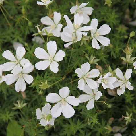 Buy bloody cranesbill Geranium sanguineum 'Album': Delivery by Waitrose Garden in association with Crocus Peony Border, Mulberry House, Geranium Sanguineum, Planting Combinations, Cranesbill Geranium, Moonlight Garden, June Flower, Hardy Geranium, Fall Bulbs