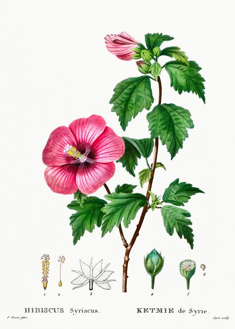 Rose of Sharon (Hibiscus syriacus) from Traité des Arbres et Arbustes que l’on cultive en France en pleine terre (1801–1819) by Pierre-Joseph Redouté. Original from the New York Public Library. Digitally enhanced by rawpixel. | free image by rawpixel.com / New York Public Library (Source) Phoenix Dactylifera, French Hydrangea, Botanical Rose, Hibiscus Syriacus, Branch Vector, Apple Roses, Image Paper, Botanical Artwork, Rose Of Sharon