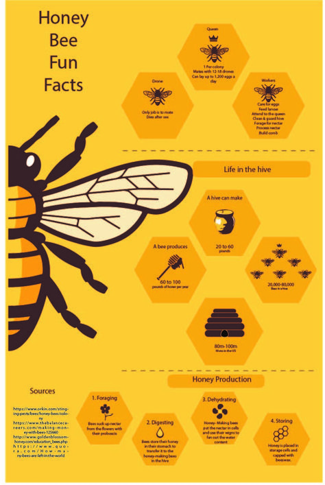 Nutritional Information, Bee Poster, Bee Information, Honey Bee Diagram, Honey Infographic, Bee Diagram, Bee Infographic, How Bees Make Honey, Spelling Bee Poster Design