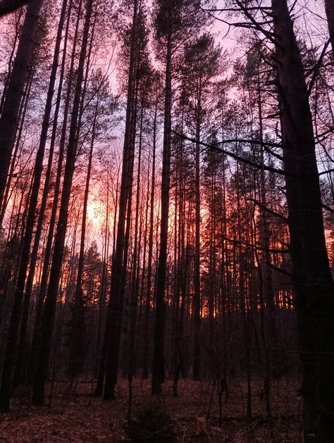 Forest At Dusk, Forest Sunset Aesthetic, Sunset Forest Aesthetic, Dusk Forest, Sunset In The Forest, Podcast Aesthetic, Creepy Woods, Forest At Sunset, Apollo Aesthetic