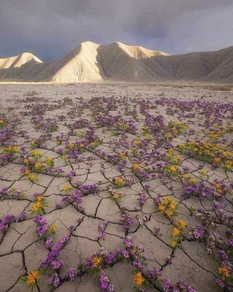 Atacama Desert, Desert Flowers, Growing Tree, In The Desert, The Desert, Mother Nature, Beautiful Nature, Utah, Beautiful Places