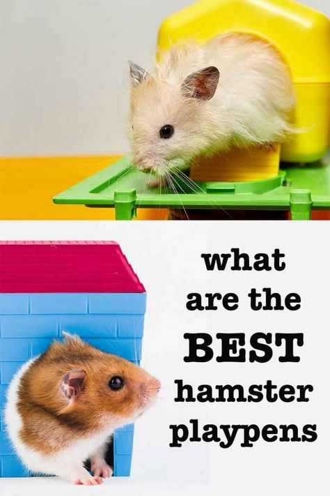 Best Hamster Playpens Reviewed by Squeaks and Nibbles Hamster Playpen, Hamsters