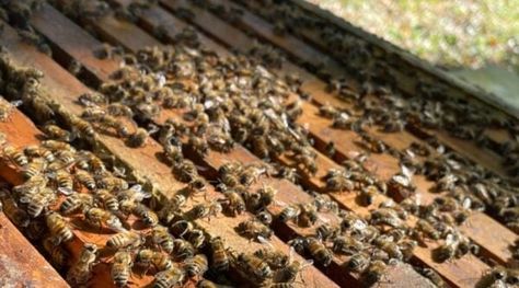 It is a great idea to offer clean water to your honeybees. Here are a few tips to help you create your own bee watering station! #honeybees #beekeeping #backyardbeekeeping #homesteadbees #homesteadbeekeeping #beewateringstation #beewater #homesteading Sugar Water For Bees, White Pepper Gravy, Water For Bees, Homemade White Gravy, Bee Keeping Equipment, Homemade Horse Treats, How To Become A Bee Keeper, Bee Farming Beekeeping, Homemade Gravy Recipe