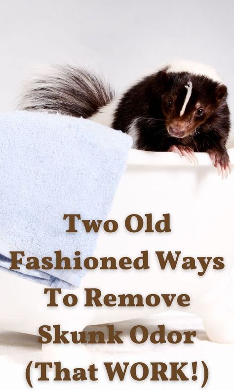 Removing Skunk Smell From Dog, How To Get Skunk Smell Out Of Clothes, Dog Skunk Remedy, Skunk Smell Out Of Clothes, Dog Sprayed By Skunk How To Remove, How To Remove Skunk Smell From House, Get Rid Of Skunk Smell On Dog, Remove Skunk Smell From House, Dog Got Sprayed By Skunk