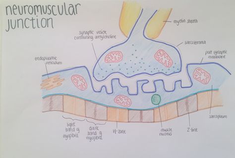 Neuromuscular Junction Notes, Neuromuscular Junction Diagram, Neuromuscular Junction, Anatomy Notes, Teas Test, Mcat Study, Volunteer Activities, Physical Therapy Assistant, Aesthetic Notes