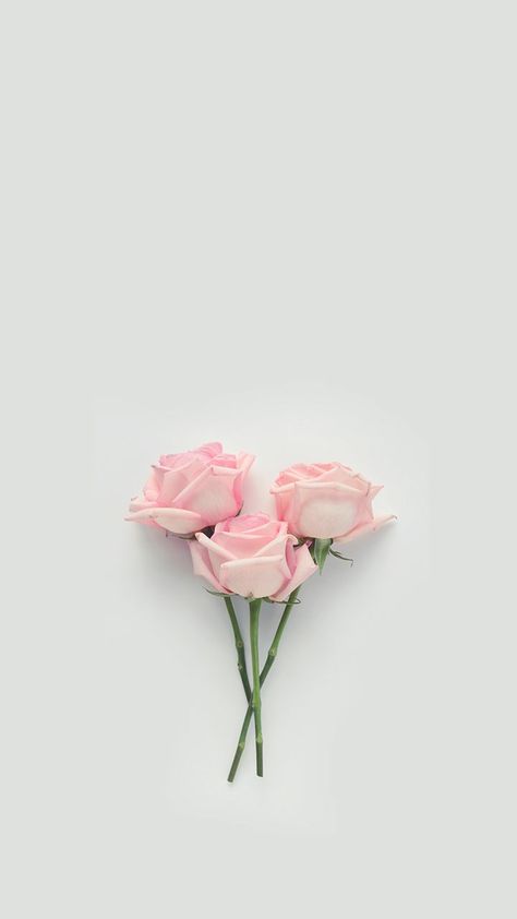 Aesthetic Roses, Flowers Background, Pastel Roses, Flower Background Wallpaper, Flower Phone Wallpaper, Tumblr Wallpaper, Rose Wallpaper, Flower Backgrounds, Screen Wallpaper