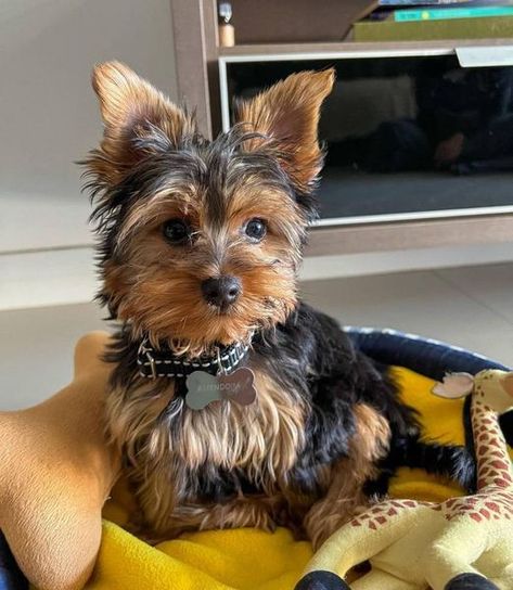 Male Yorkie, Yorkie For Sale, Yorkie Puppies For Adoption, Toy Yorkie, Yorkies For Sale, Teacup Yorkie Puppy, Yorkie Puppies, Teacup Yorkie, Beautiful House Plans