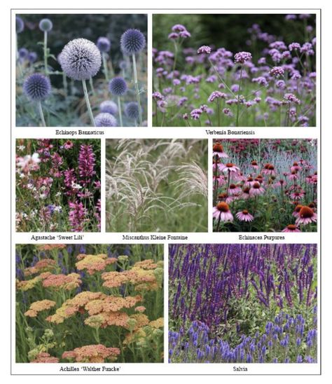 Piet Oudolf, Prairie Garden, Cottage Garden Plants, Gravel Garden, Planting Design, Garden Shrubs, Have Inspiration, Plant Combinations, Garden Landscape Design