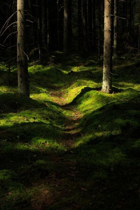 Mossy Forest, Fairytale Forest, Forest Path, Incubus, Forest Floor, Forest Photography, Walk In The Woods, Deep Forest, Nature Aesthetic