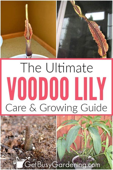 Voodoo lilies are beautiful, easy to grow tropical flower bulbs that are perfect for home gardeners looking to begin their exotic plant collection. This corpse flower is known for its strong smell, but the few days of stink is worth the enjoyment of watching these unique winter flowering plants. With my helpful guide, learn how to bring voodoo lilies to either an indoor or outdoor space. Once you know how to care for them, winter blooms of your voodoo lilies will be a yearly pleasure. Winter Flowering Plants, Voodoo Lily, Lilly Plants, Lily Care, Garden Planning Layout, Corpse Flower, Winter Blooms, Summer Gardening, Vegetable Garden Diy